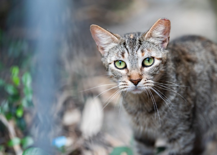 Gato atigrado salvaje en su hábitat natural. La imagen capta la esencia de un gato atigrado salvaje o indómito, adaptándose a la vida al aire libre.