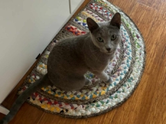 gray cat on the carpet