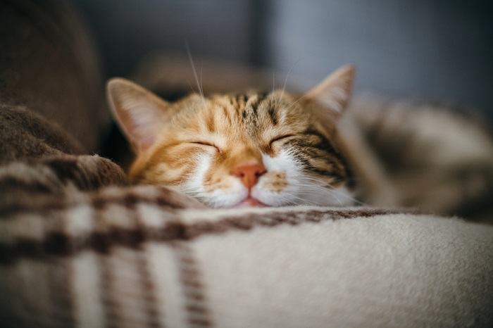 A happy and content cat with an expression of bliss, radiating joy and well-being.