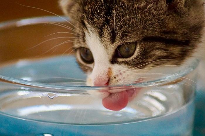 A cute kitten quenching its thirst by delicately drinking water, captured in a refreshing moment.