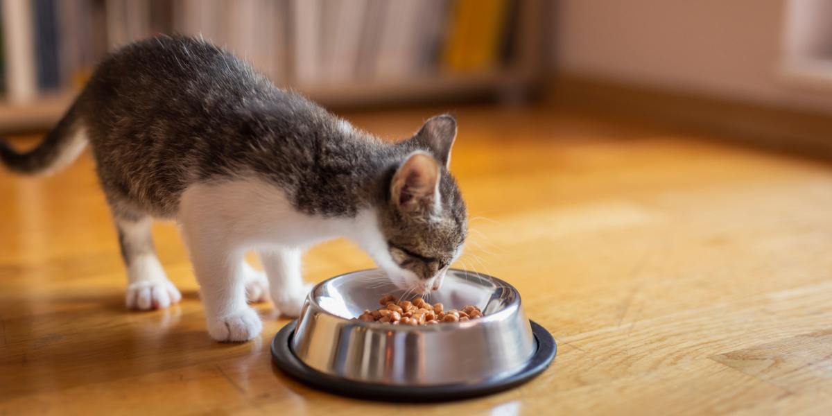 Kitten eating at a bowl.