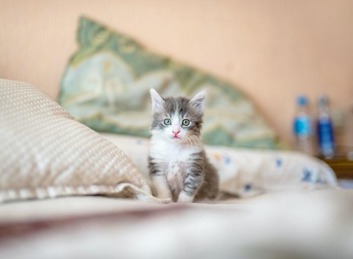Image of a kitten in bed. 