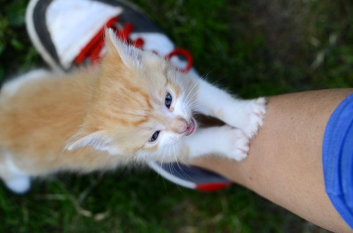 Kitten with standing up with paws on person's leg