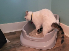 kitten using litter box
