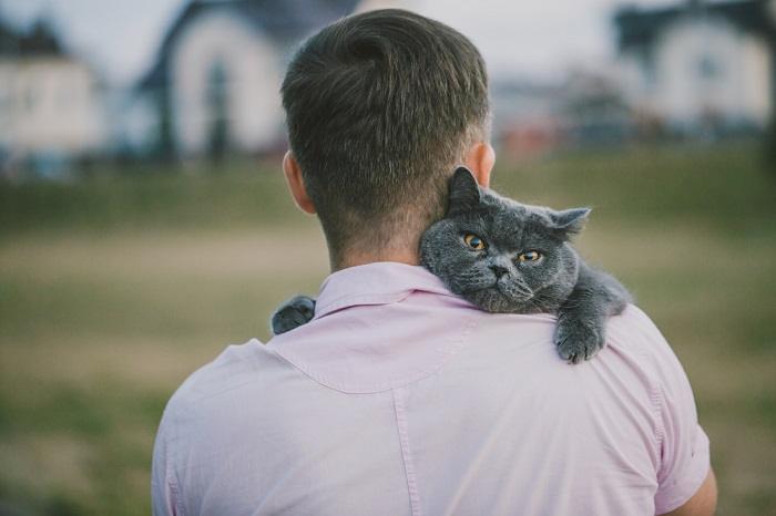 British Shorthair cat draped over man's shoulder