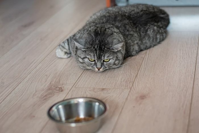 An image portraying a cat showing signs of not eating, with a downturned appetite, possibly due to various health or behavioral factors. The image reflects the importance of monitoring a cat's eating habits and seeking appropriate care if appetite changes persist.