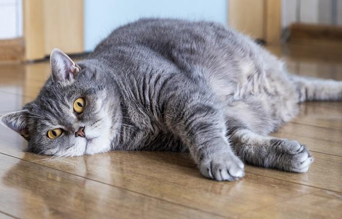 Overweight cat resting comfortably, showcasing its size and emphasizing the importance of managing a healthy weight for feline well-being.