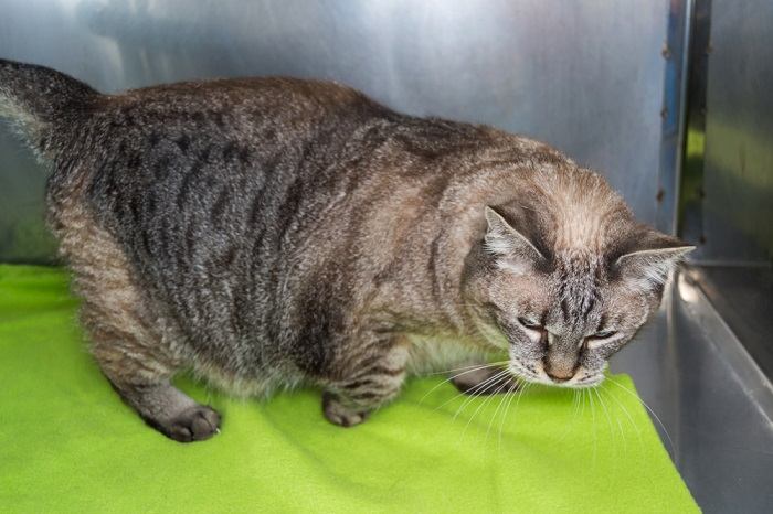 Image illustrating an obese cat.