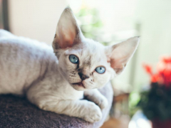 A stunning Devon Rex cat with sleek, wavy fur and captivating eyes, posing gracefully.