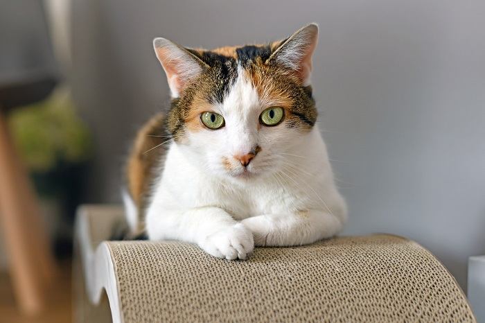 cat sitting on a scratcher