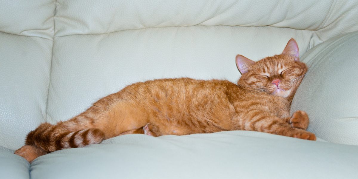 Sleeping cat in a cozy spot.