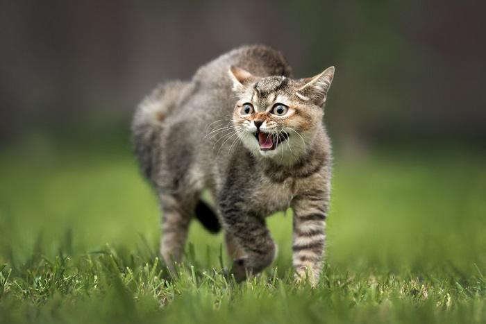 The image features a tabby cat in an agitated state, hissing with its ears flattened and its body language defensive.
