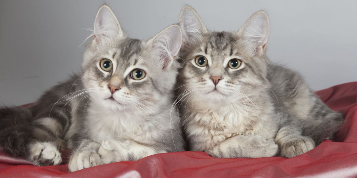 Maine Coon Cat And Tabby: The Perfect Feline Duo