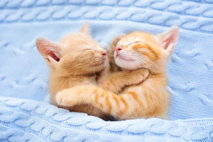 twin kitten-compressed