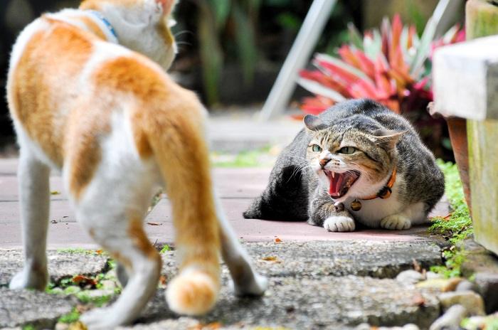 The image captures a tense moment as two cats are engaged in a fight.