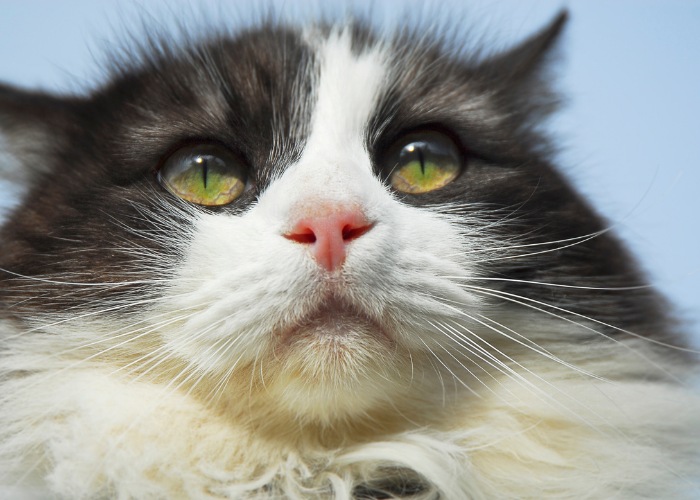 10 hechos sorprendentes sobre los bigotes de gato