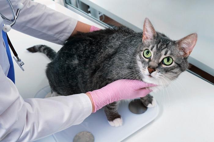 A cat undergoing a veterinary check-up, emphasizing the importance of regular health examinations to ensure the well-being of our feline friends.