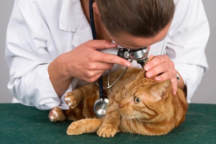 Image showing a veterinarian checking a cat's ear. 