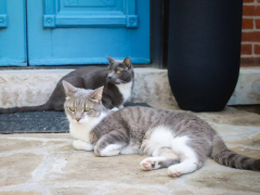 Grey & White Short Hair Tuxedo & Brown Tabby Cats Outside Outdoors