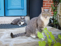 Grey & White Short Hair Tuxedo & Brown Tabby Cats Outside Outdoors