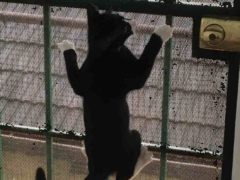 Joey climbing the mesh gate