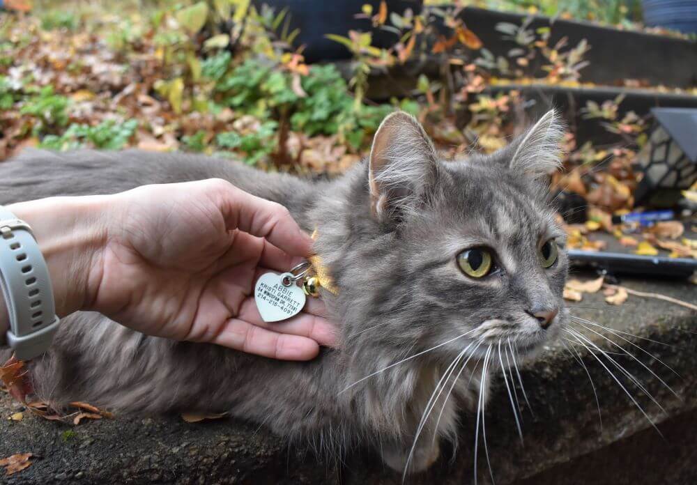 Cat wearing ID tag