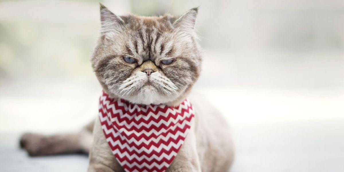 Do Cats Get Annoyed? Signs & What to Avoid - Catster