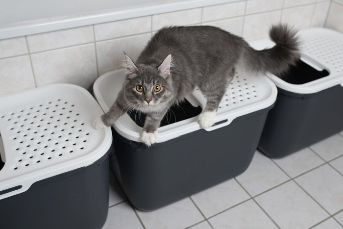 blue tabby maine coon kitten standing on top entry cat litter box in bathroom