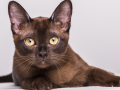 a stunning Havana Brown cat, known for its rich chocolate-colored coat and captivating, expressive eyes.