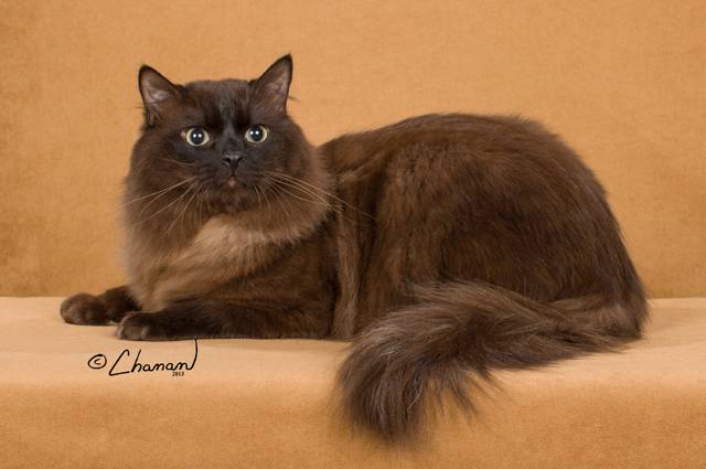 An image showcasing the adorable appeal of a brown Ragamuffin cat, known for its plush fur and affectionate nature.