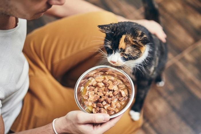 Calico cat engrossed in eating from a bowl.