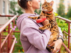 An image capturing a person gently carrying a cat in their arms, highlighting the special bond and trust that exists between a cat and its human companion.