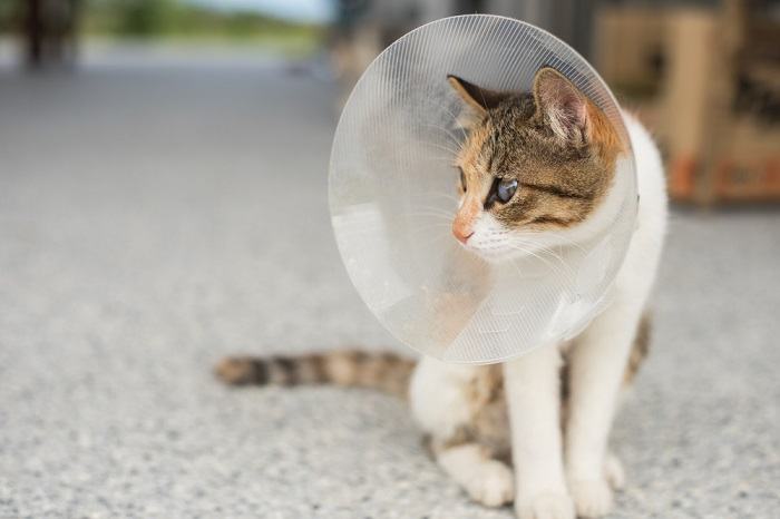 Cat with a cone on its head