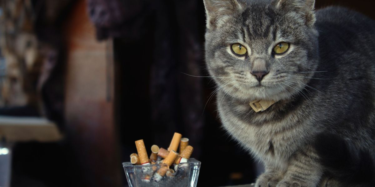 A cat near a cigarette, illustrating the topic of cats potentially inhaling smoke.