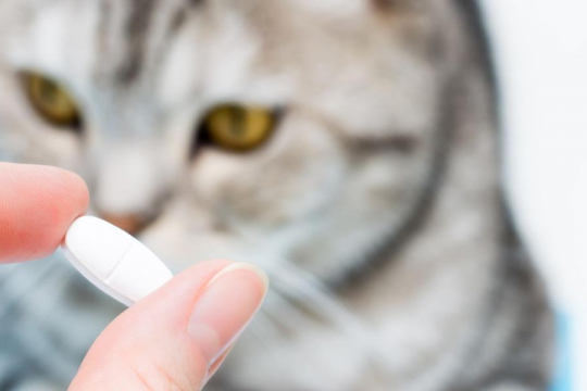 Can You Give Cats Human Antibiotics?