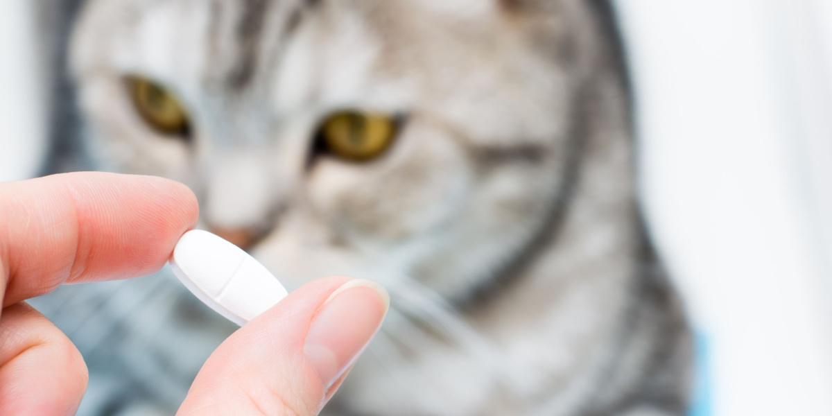 Presenting a medication to a cat