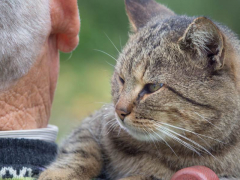 An image depicting a heartwarming interaction between a cat and an elderly man.