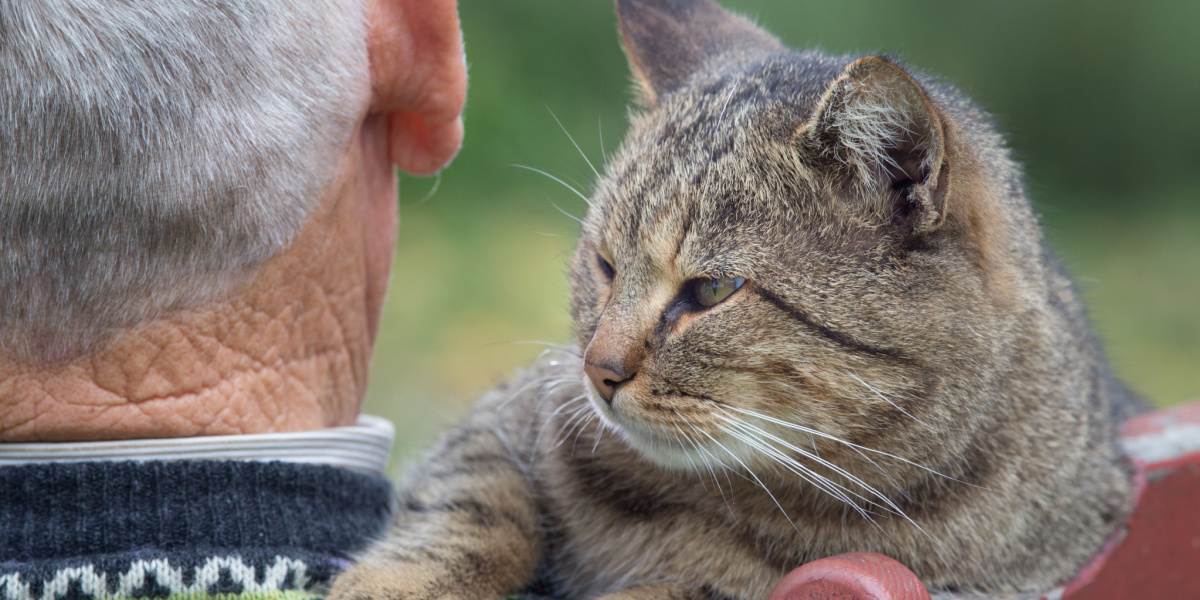 An image depicting a heartwarming interaction between a cat and an elderly man.