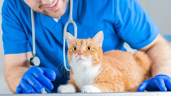 Veterinarian checks cat's health