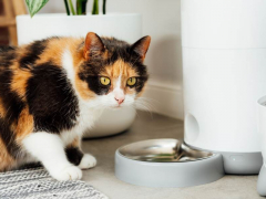 Automatic cat feeder in use. The image showcases a device designed to automatically dispense food for cats, providing convenience for pet owners and regular feeding for feline companions.