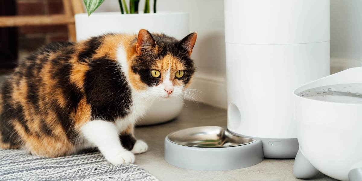 Automatic cat feeder in use. The image showcases a device designed to automatically dispense food for cats, providing convenience for pet owners and regular feeding for feline companions.