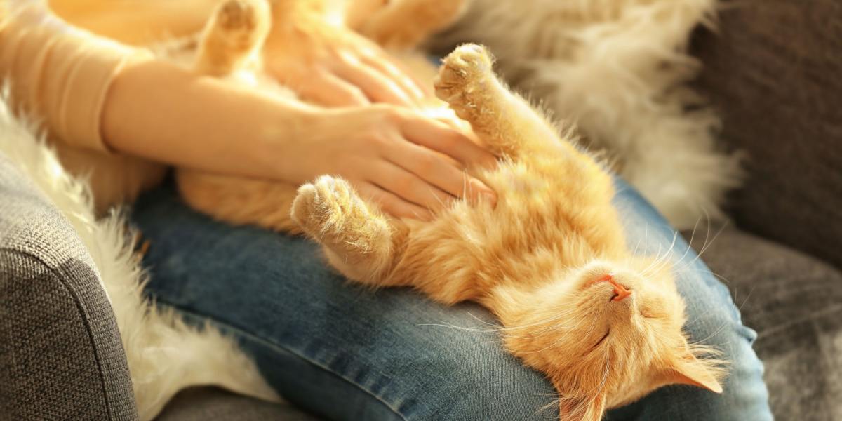 Content cat enjoying a belly rub with eyes closed. The image captures a relaxed feline savoring the affectionate gesture.