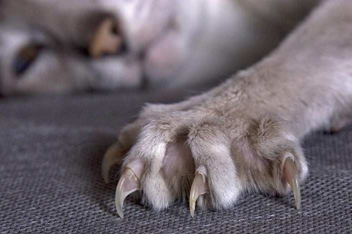 Close-up of a cat's extended claw.