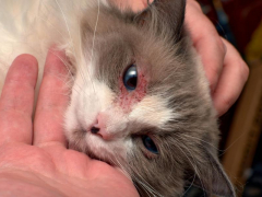 Cat with dermatitis highlighting the importance of addressing skin issues through veterinary care.