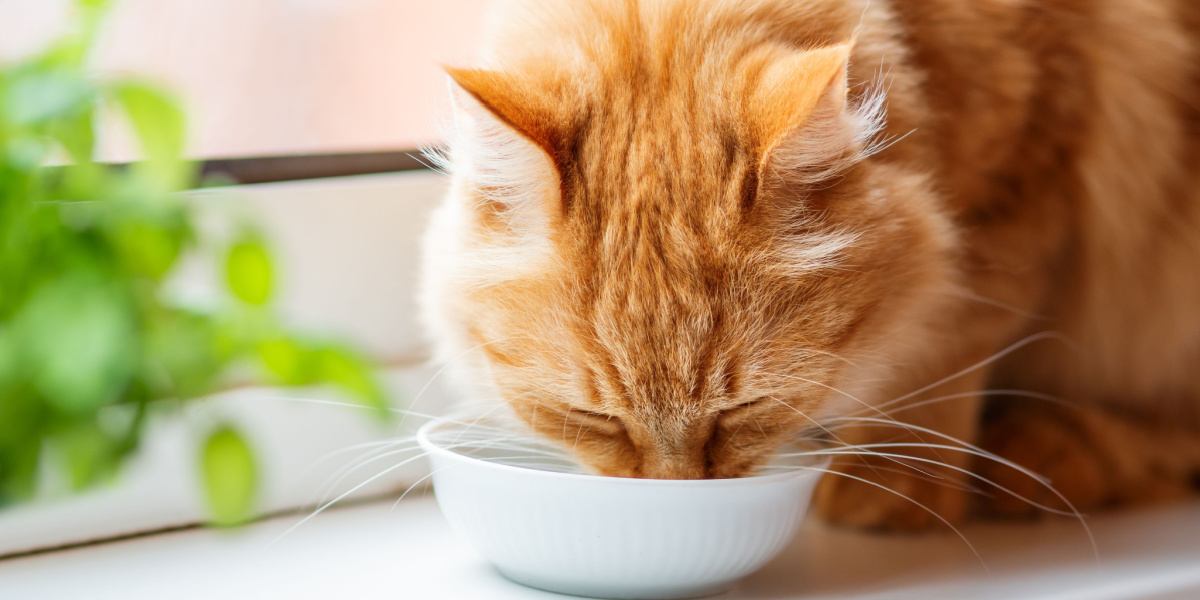 A cat drinking water from a bowl.