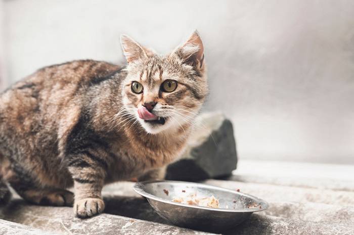 Image suggesting a cat with a dry mouth, emphasizing potential discomfort or health issues related to hydration or underlying medical conditions.