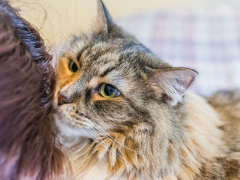 Eating human hair is a common cat behavior.
