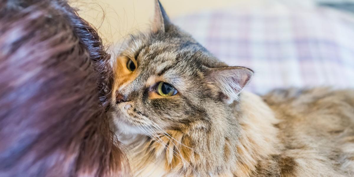 Eating human hair is a common cat behavior.