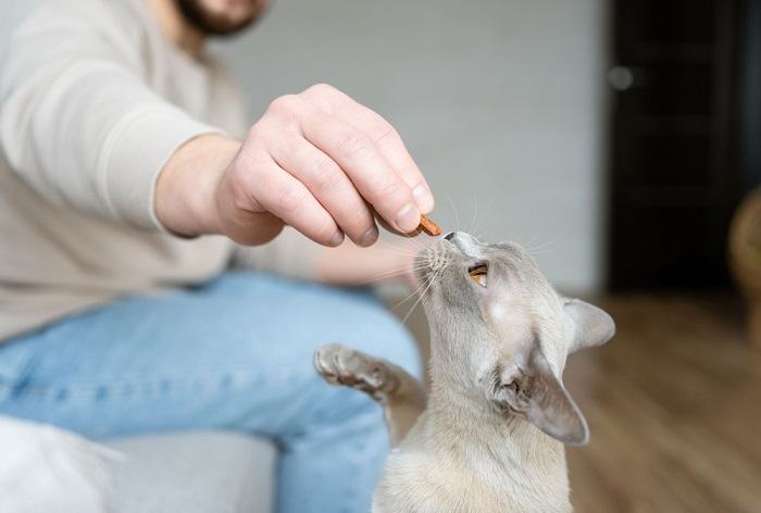 Image of a cat eating treats.