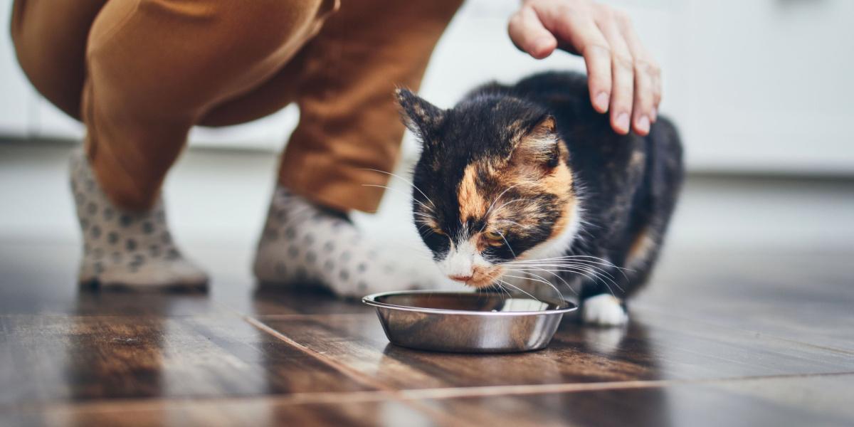 Cat eating at a bowl